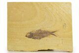 Detailed Fossil Fish (Knightia) - Wyoming #320379-1